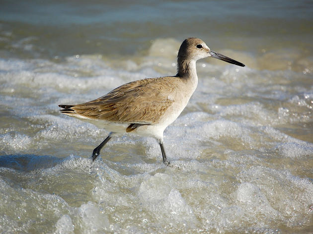 ‘Let’Em Rest, Let’Em Nest’ Set to Save Shorebirds 