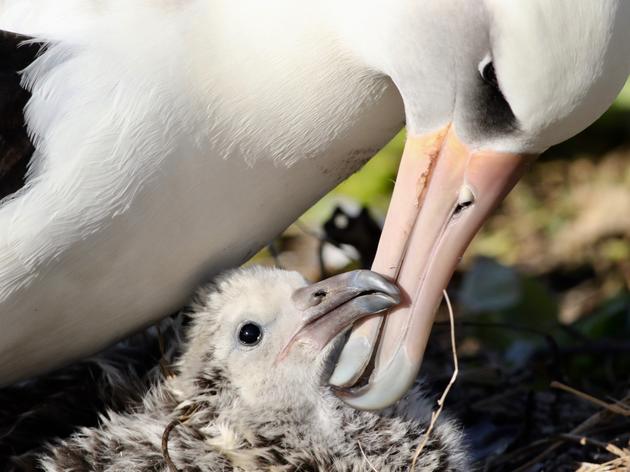 From Holaniku To Crab Bank: Saving Seabird Sanctuaries (and Ourselves)
