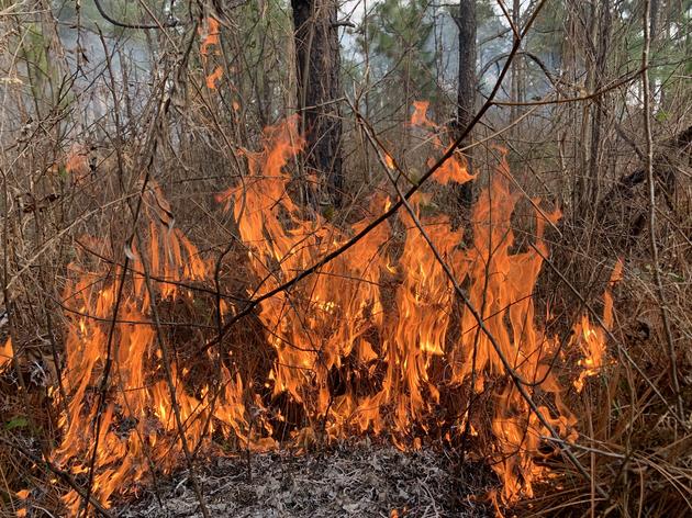 Fighting Fire With (Prescribed) Fire