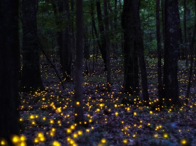 Love Fireflies? Here’s How You Can Help Scientists Save Them.