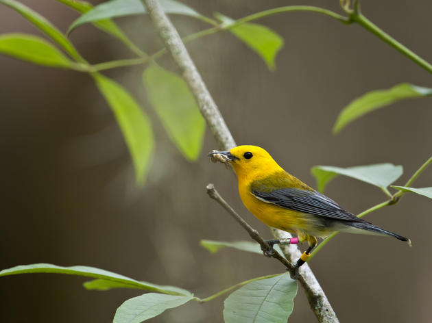 Prothonotary Warblers at Beidler