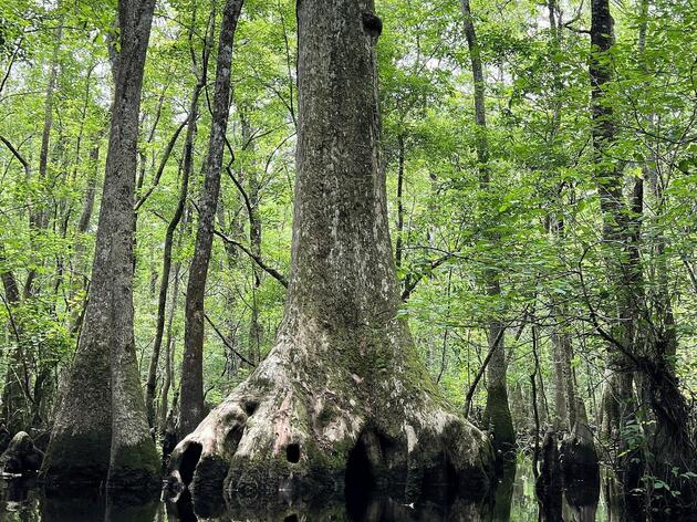Audubon Intervenes to Protect Ancient Cypress Forest from Transmission Line Impacts