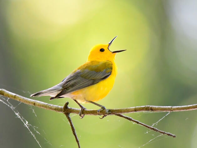 Audubon Applauds Passage of Bill Recognizing South Carolina's “Swamp Canary” 