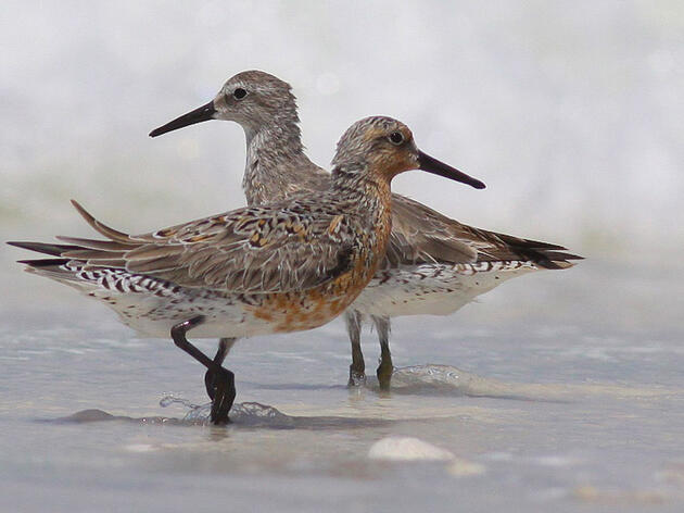 Commentary: Declining red knots need our help