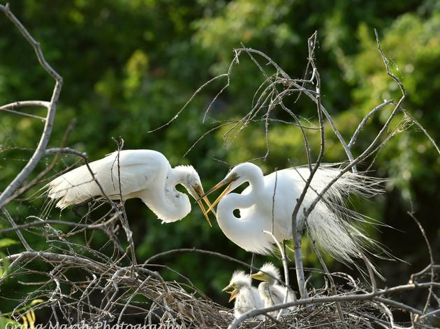 Eggs to Egrets
