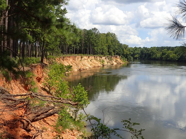 Gov. McMaster to Receive Audubon Conservation Champion Award at Silver Bluff Sanctuary’s 50th Anniversary Celebration