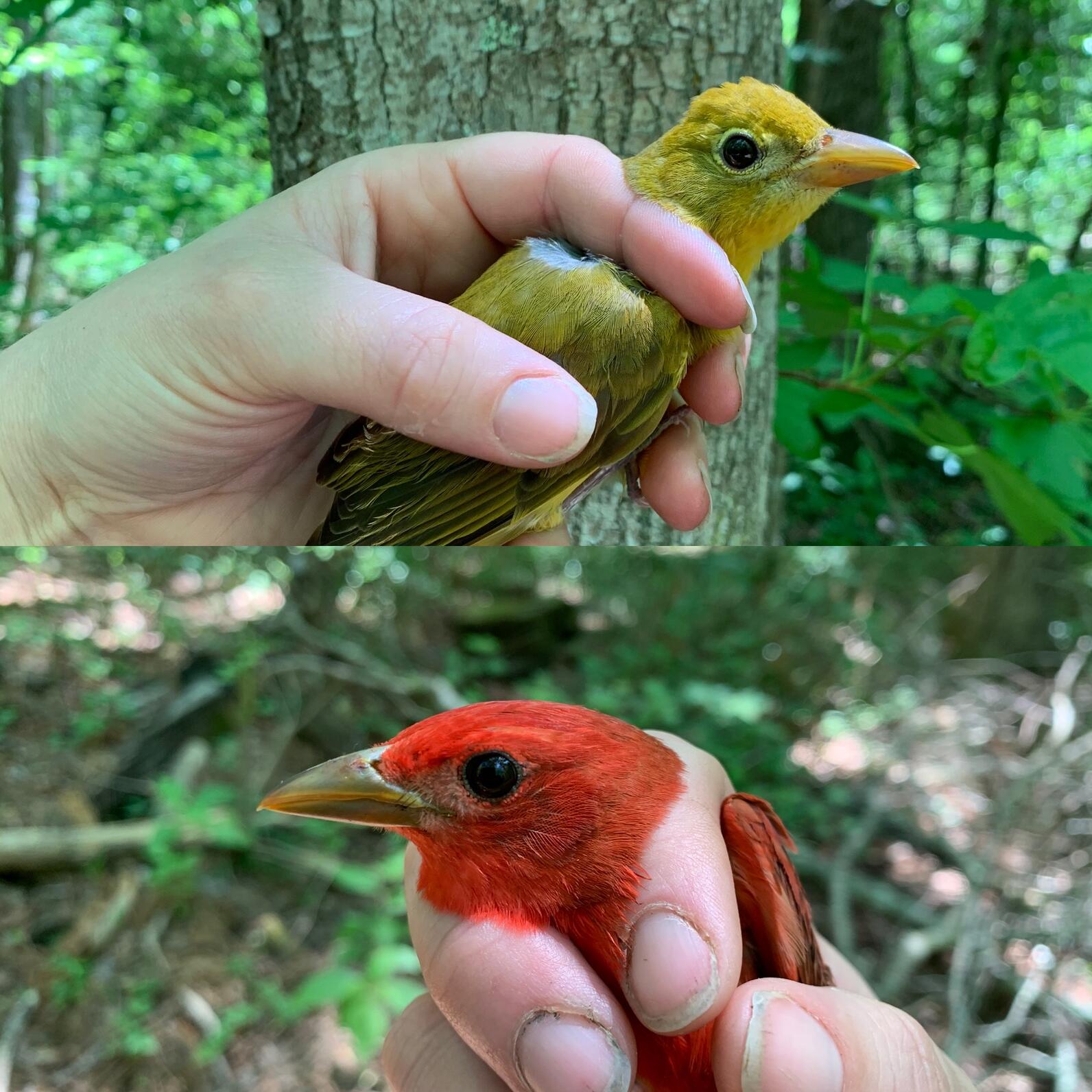 A male and female comparison photo of Summer Tanagers 