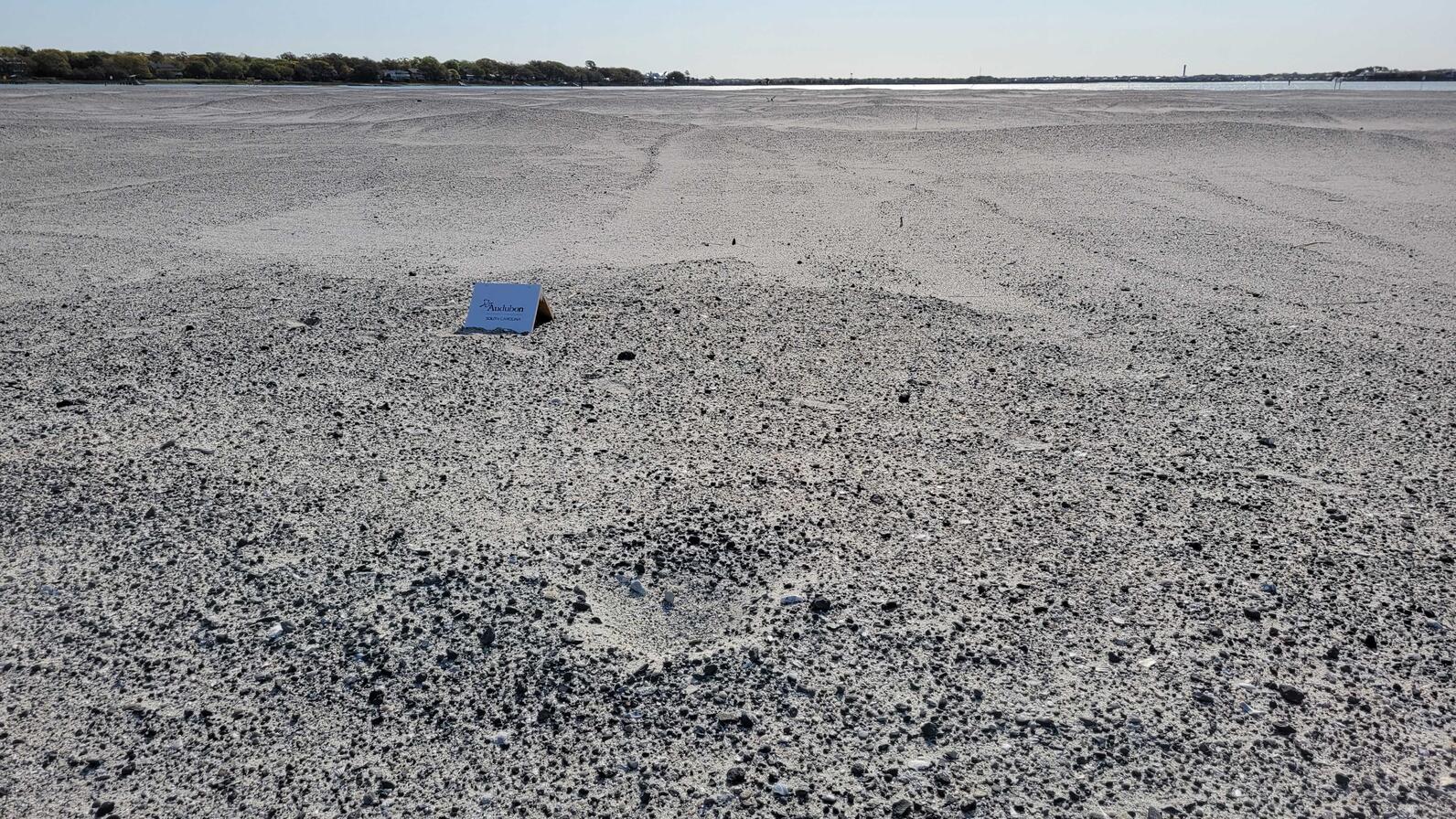 American Oystercatcher nest scrape