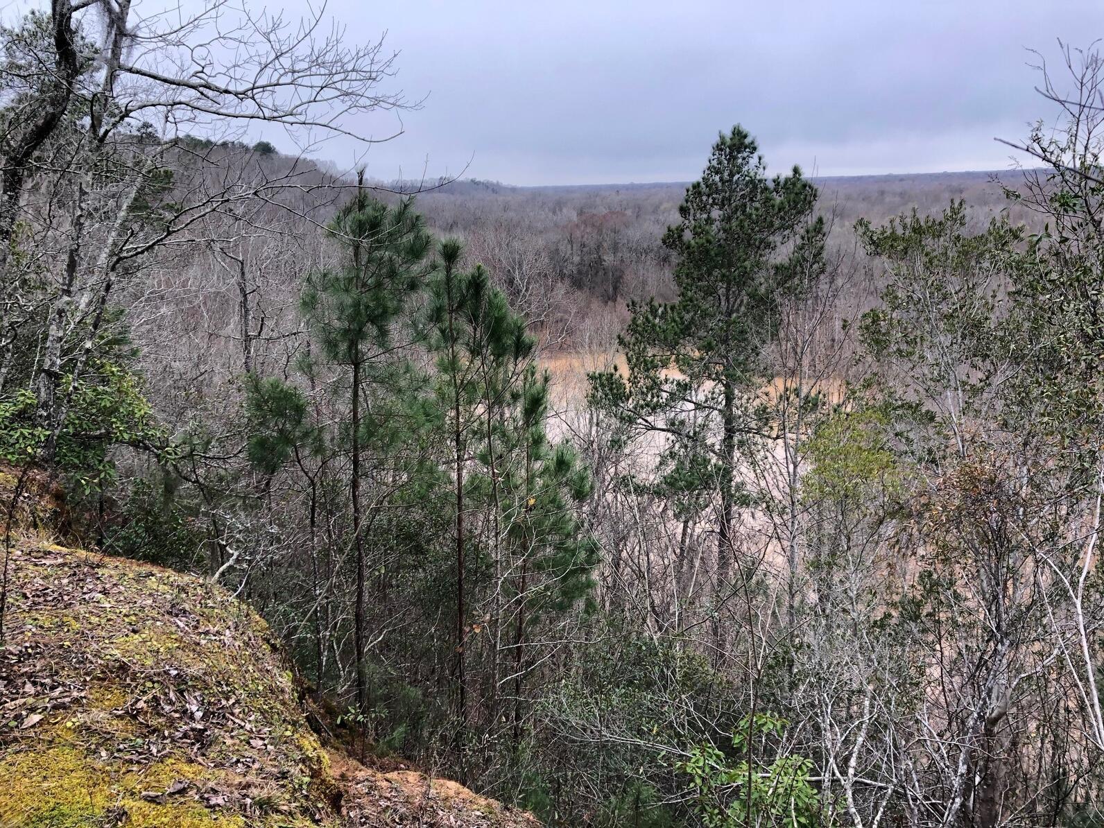 An expansive view from a river bluff looks over the Congaree National Forest on a cool winter day with grey skies and bare trees. 