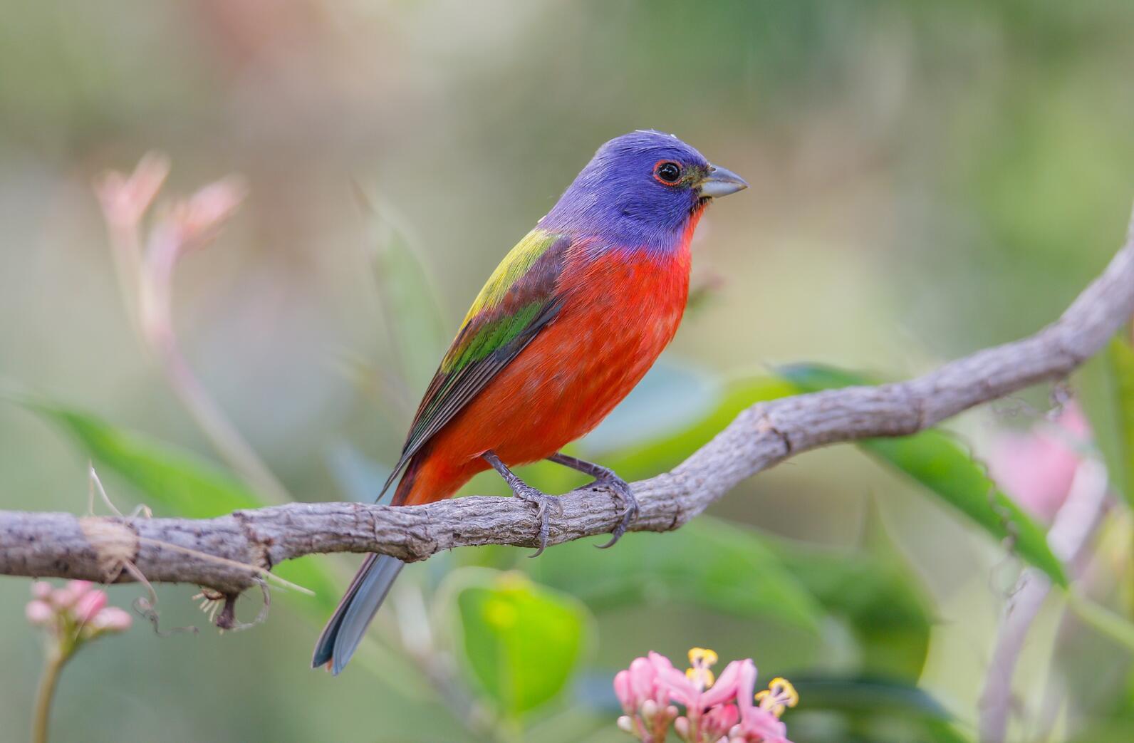 Male painted bunting with technicolor plumage. A red breast, eye ring, and rump. Blue head and yellow-green back. This bird is perched on a thin branch lower to the ground with blooming pink flowers below the bird. 