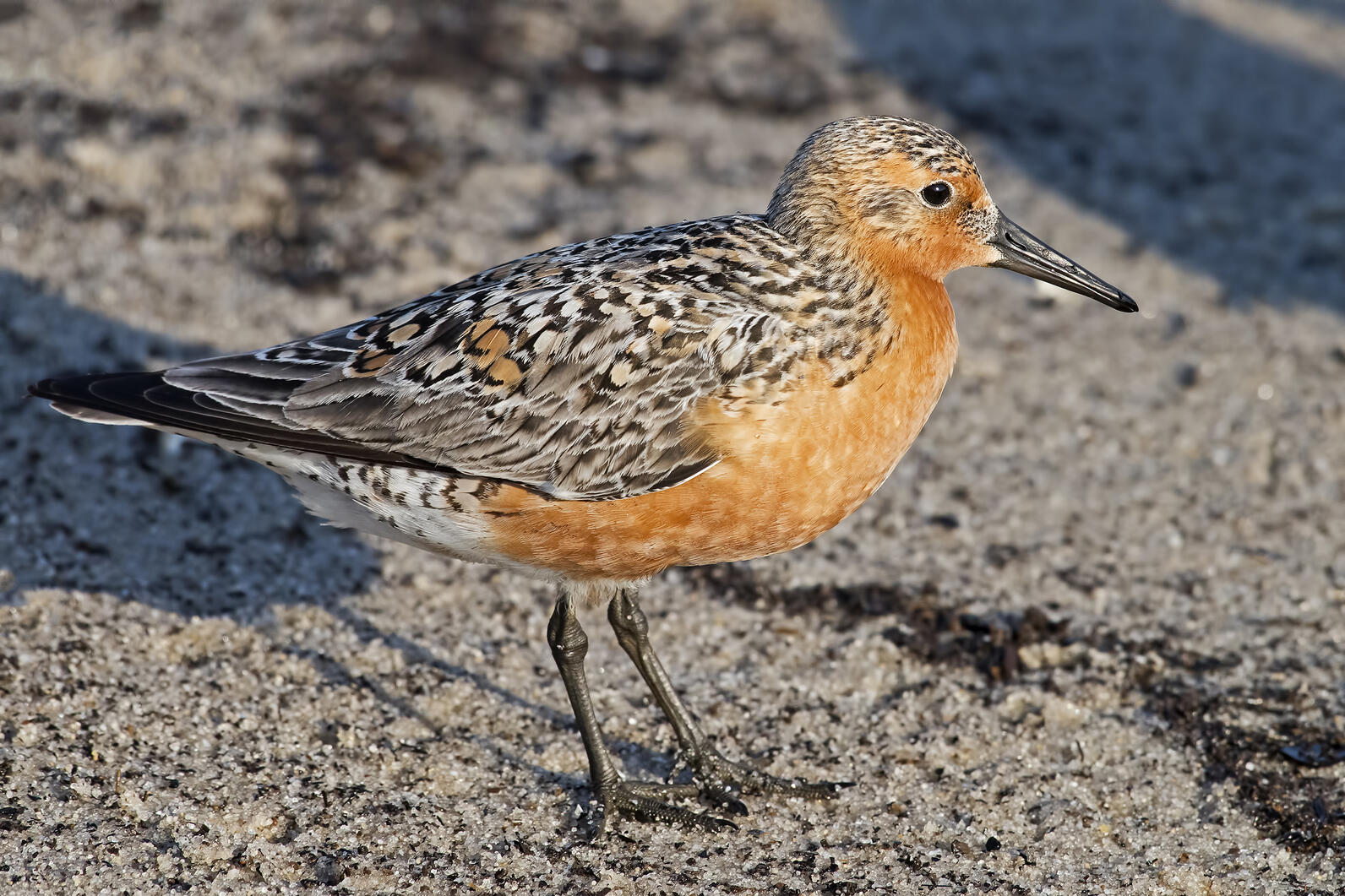 Red Knot Red Knot