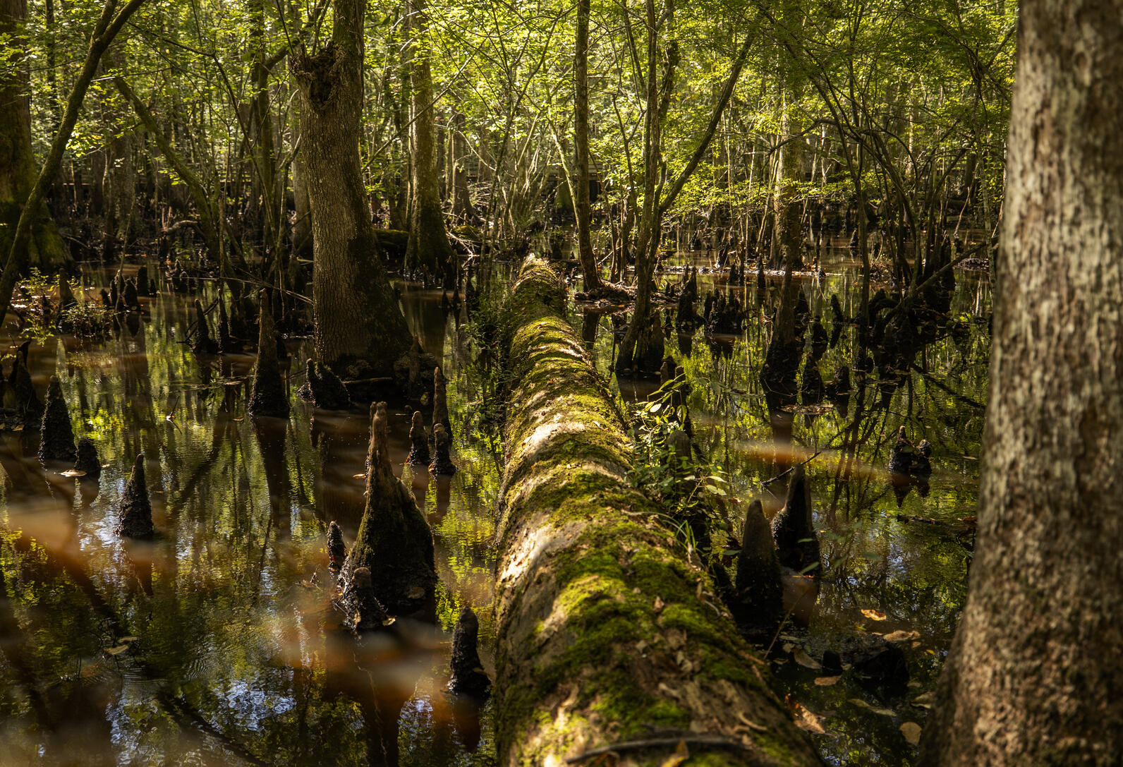 Cypress knees