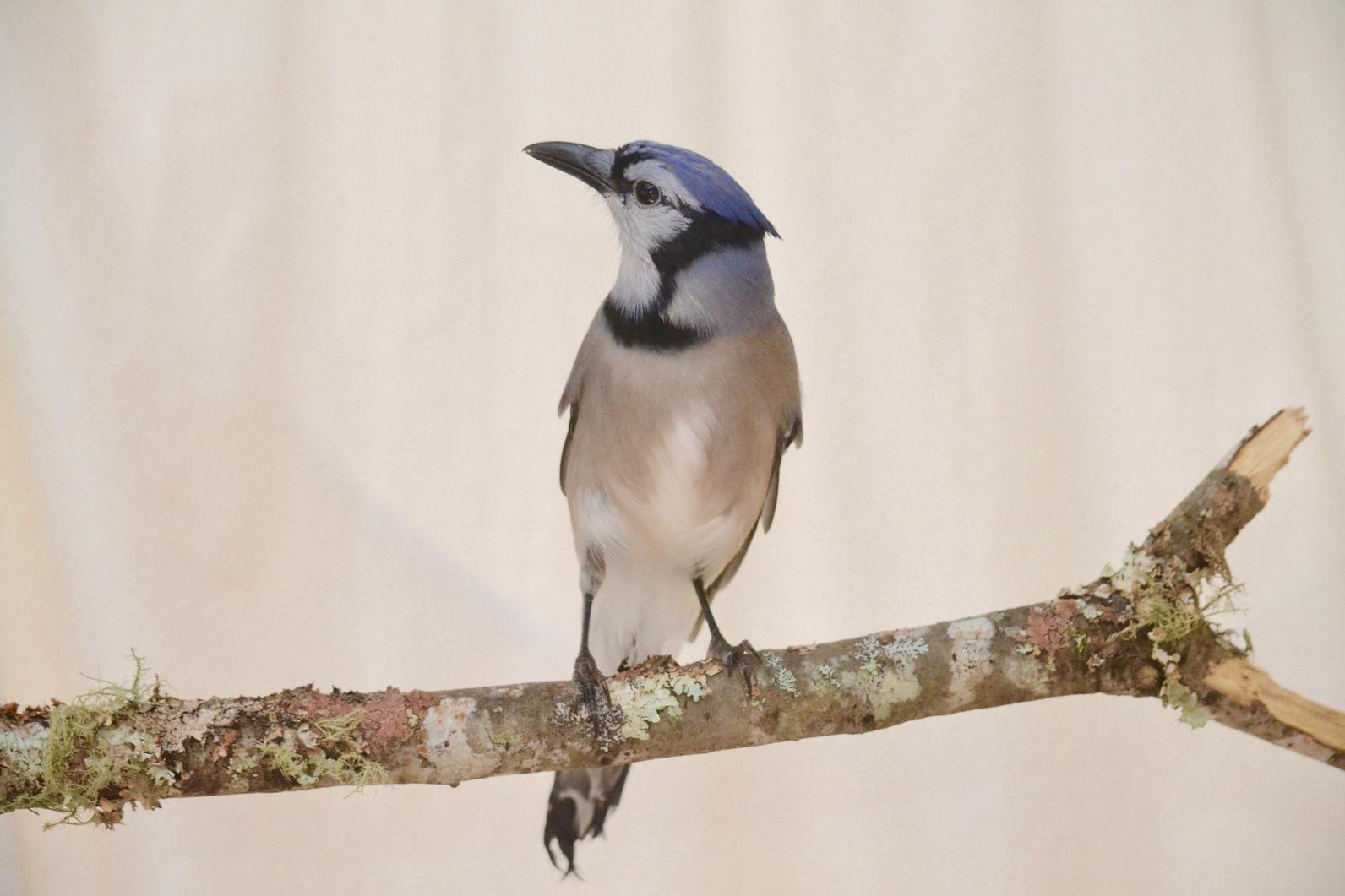 Baby blue jay fell from nest 