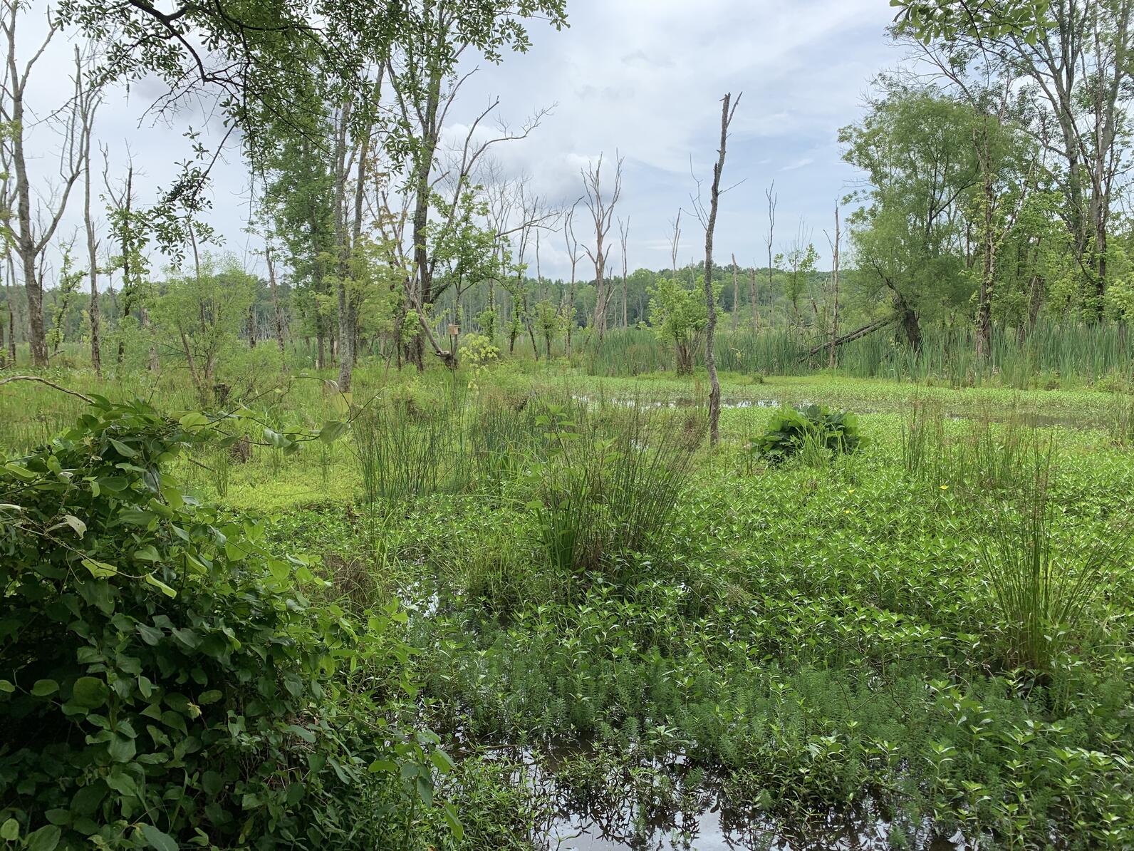 a lush green wetland landscape set in front of a hardwood forest treeline