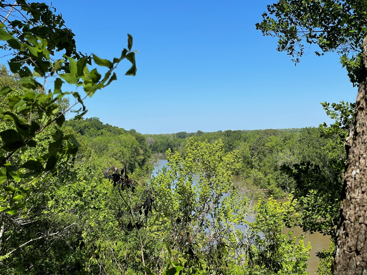 A lush green landscape is visible from the top of the bluff, across a flowing wide river is an uninterrupted view of Congaree National Park.