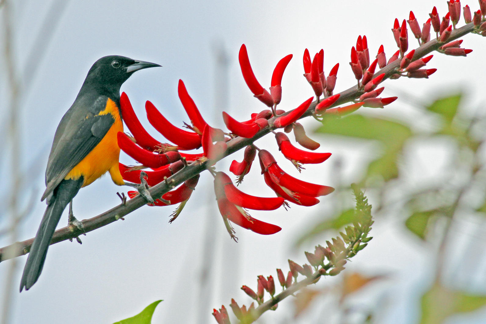 Birds of the Heath: Photographic garden bird list!