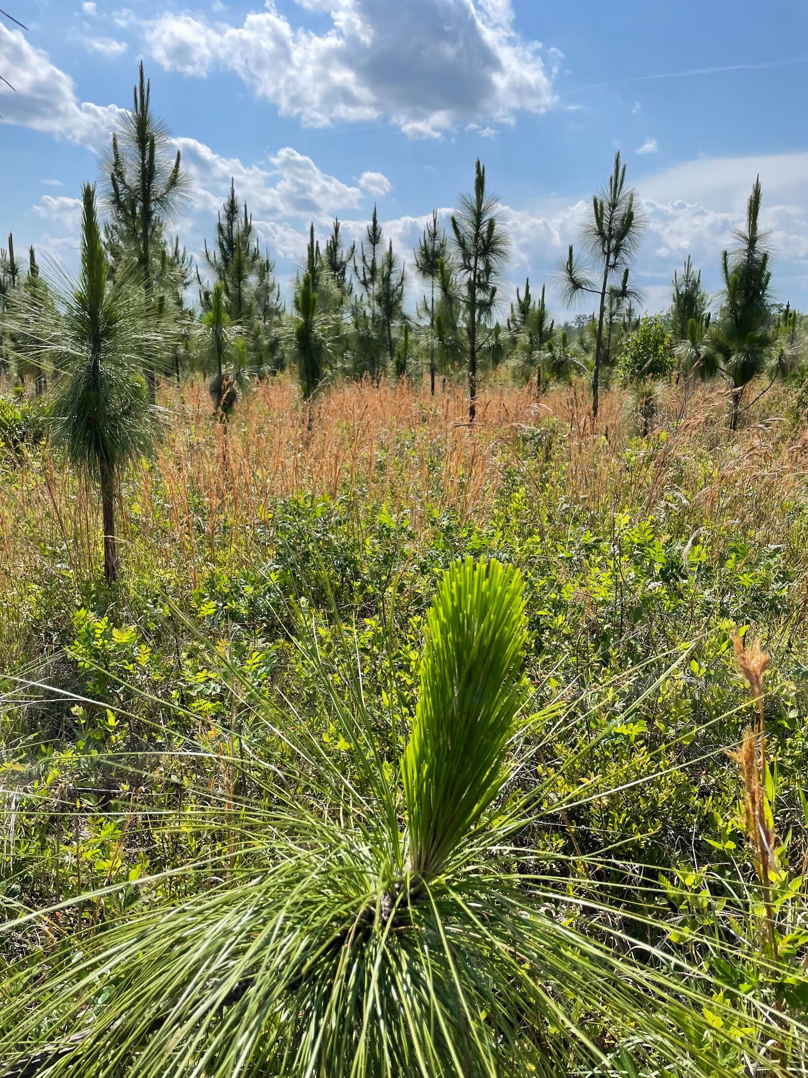 5 year old restored longleaf pines and recovering grassland savanna habitat cover 186 acres of the 380 acre Dean Swamp (Williams) tract, the newest addition to the Beidler Forest Center and Sanctuary.  The restoration of this tract was part of the mitigat