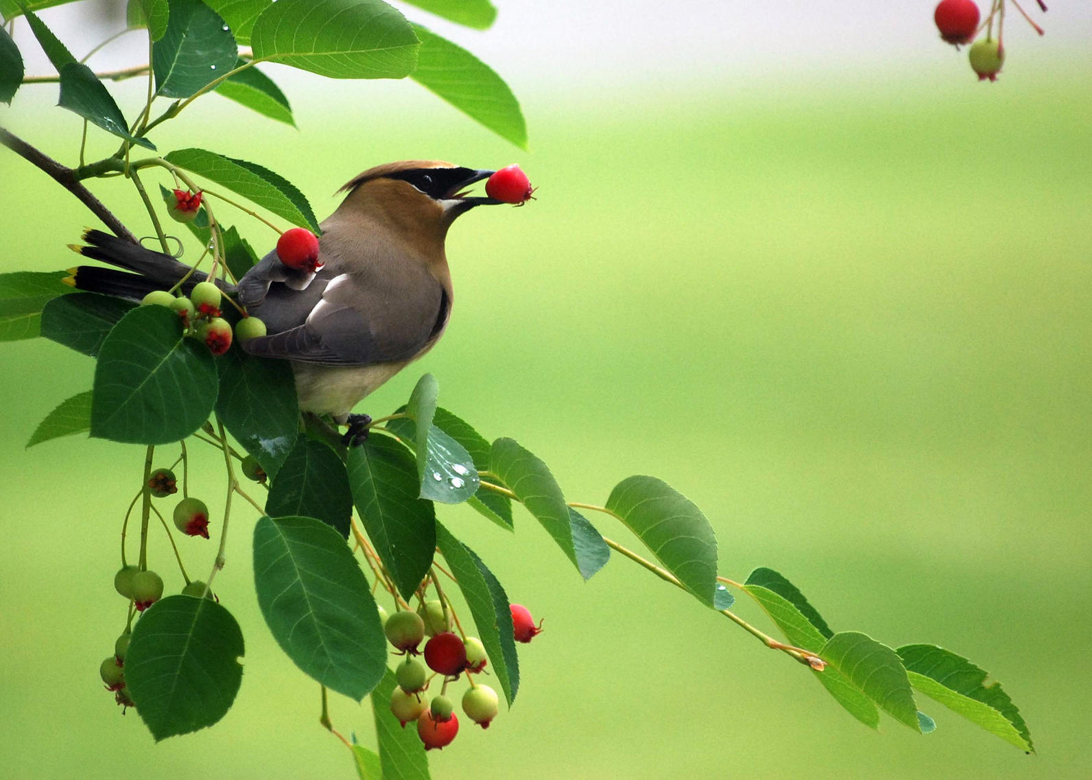 Cedar Waxwing Cedar Waxwing