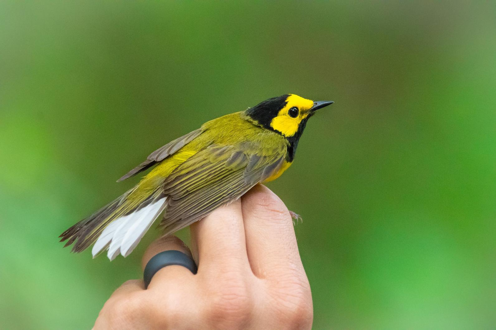 Hooded Warbler Hooded Warbler