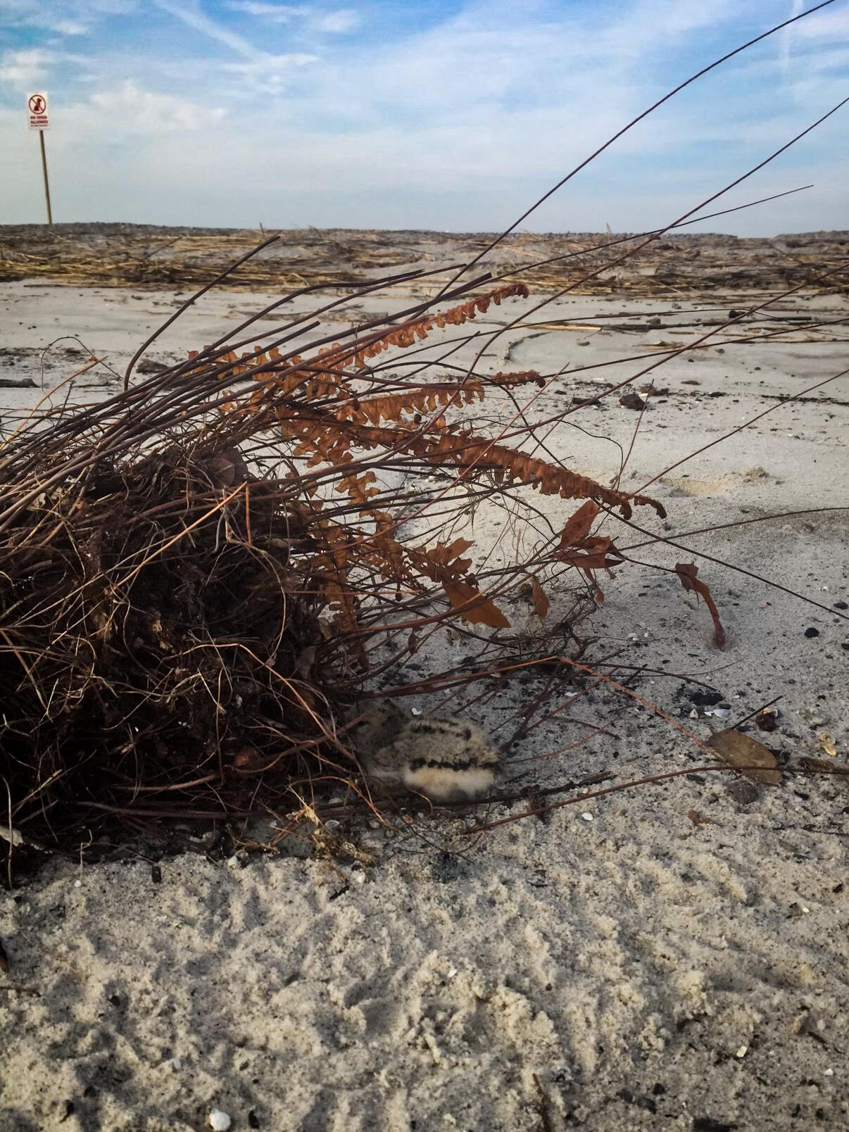 American Oystercatcher chick