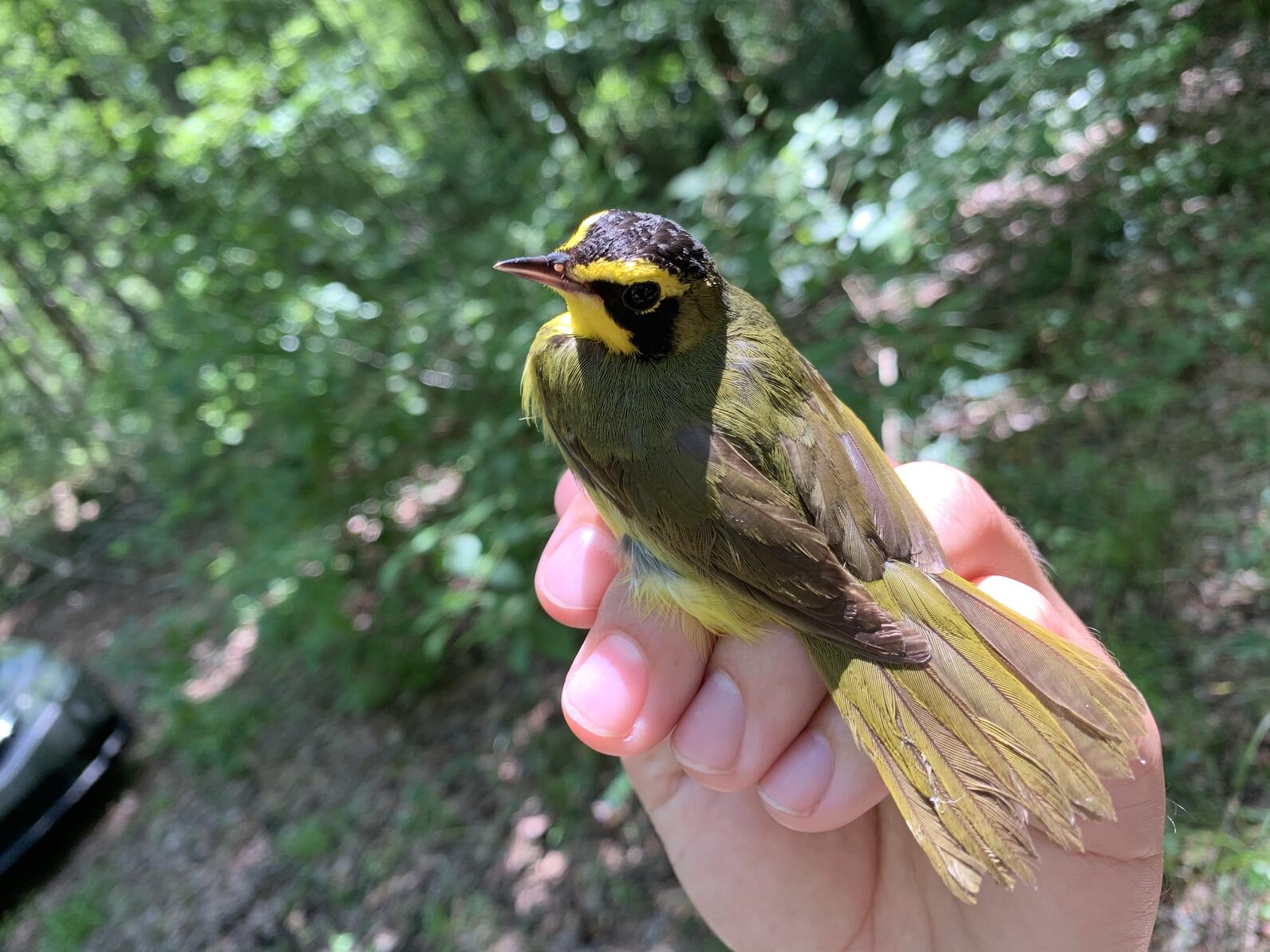 A Kentucky Warbler in hand at Francis Beidler Forest