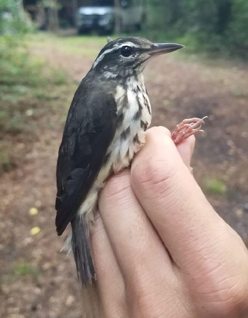 A Louisiana Waterthrush banded by Matt and Nolan in July. 