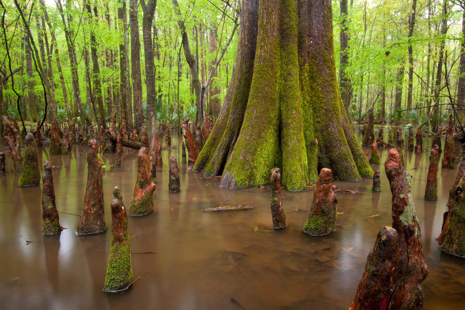 Beidler Forest Beidler Forest