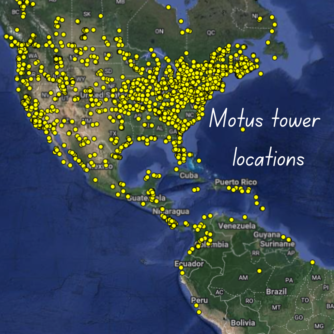 A map of North and South America with little yellow dots indicating locations of Motus towers. North America has many more dots or towers than Central and South America