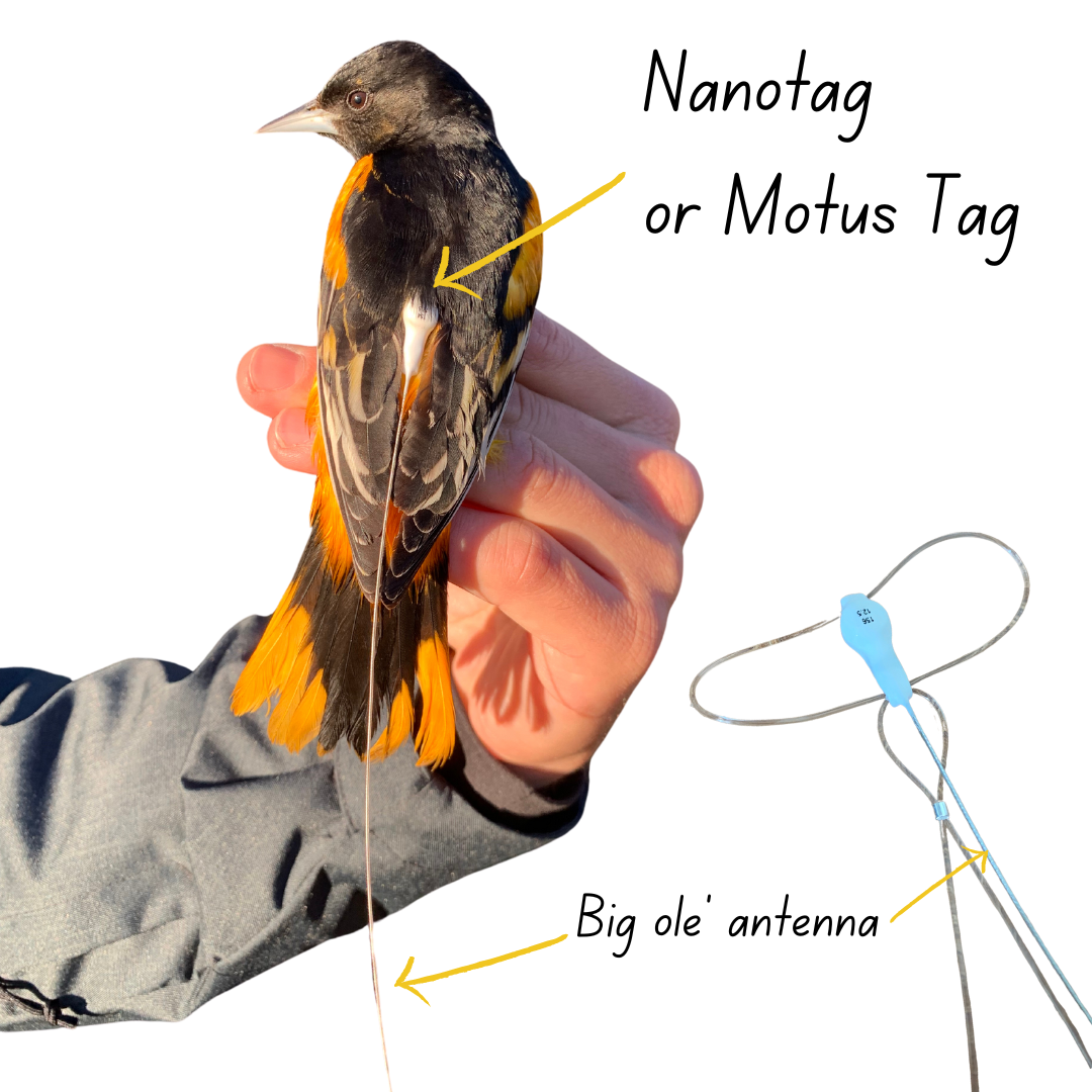 A medium sized orange and black bird with a white dot on it's back attached to a long skinny wire antenna 