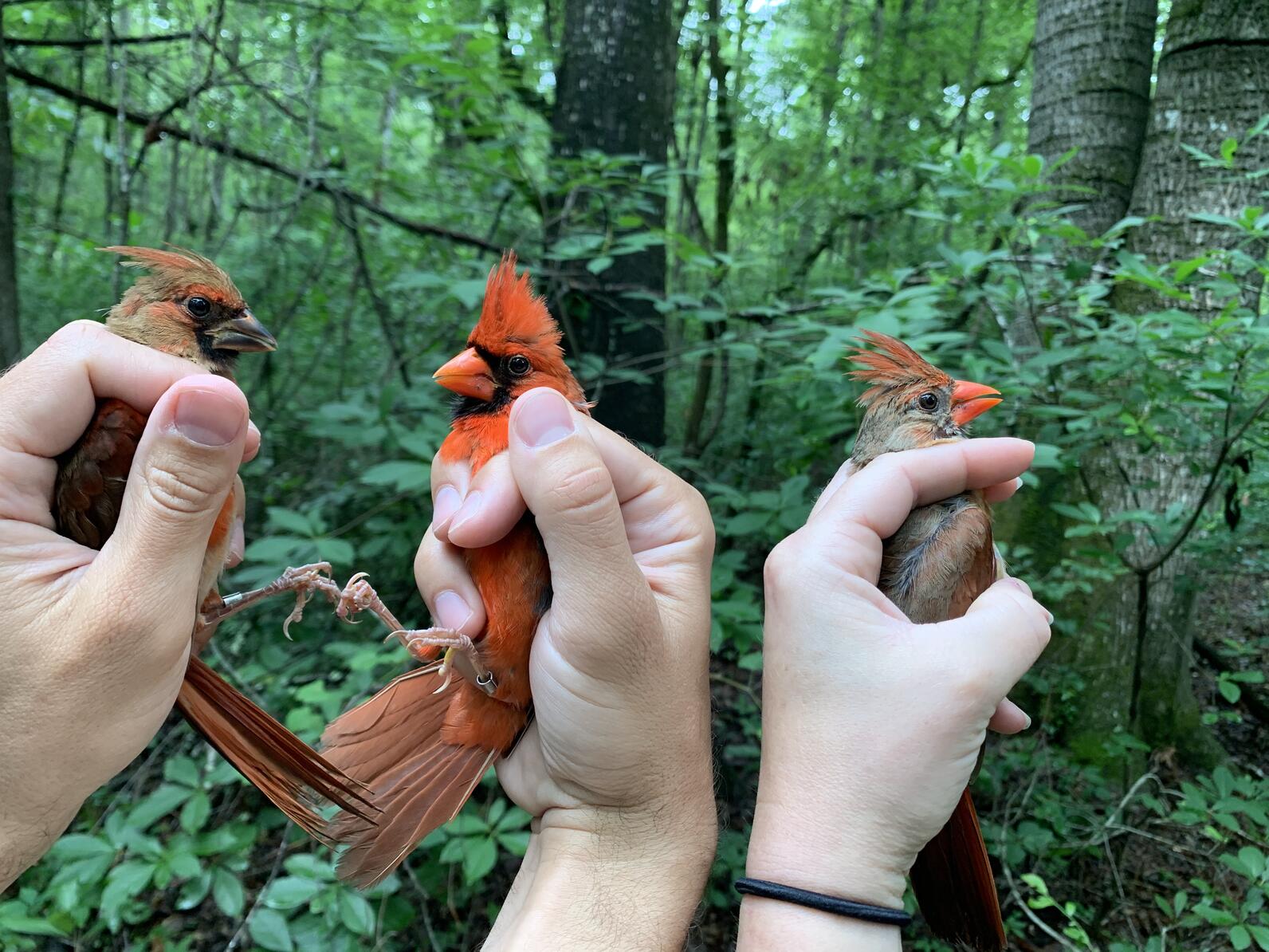Three Northern Cardinals in a row in hand