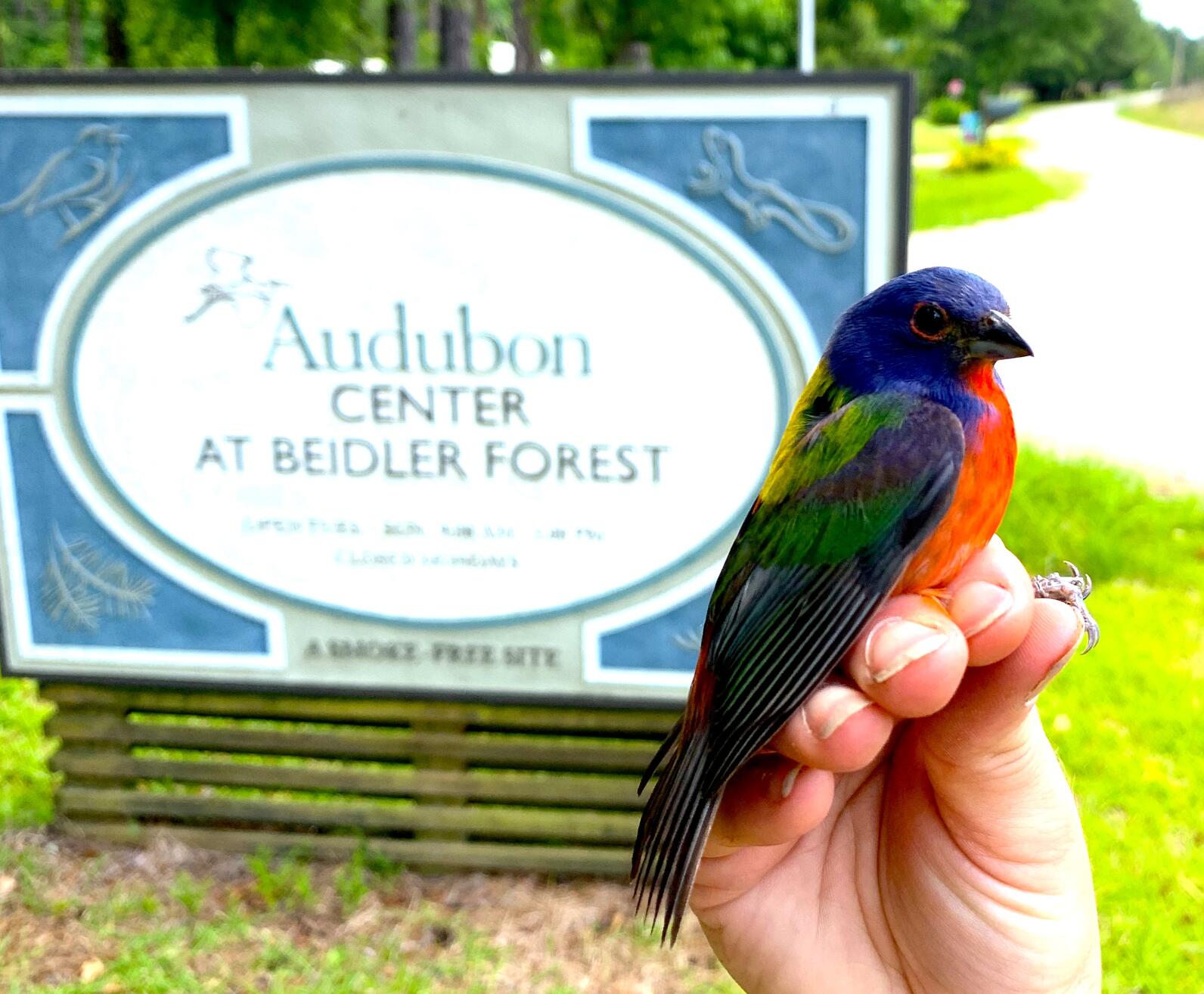 Painted Bunting