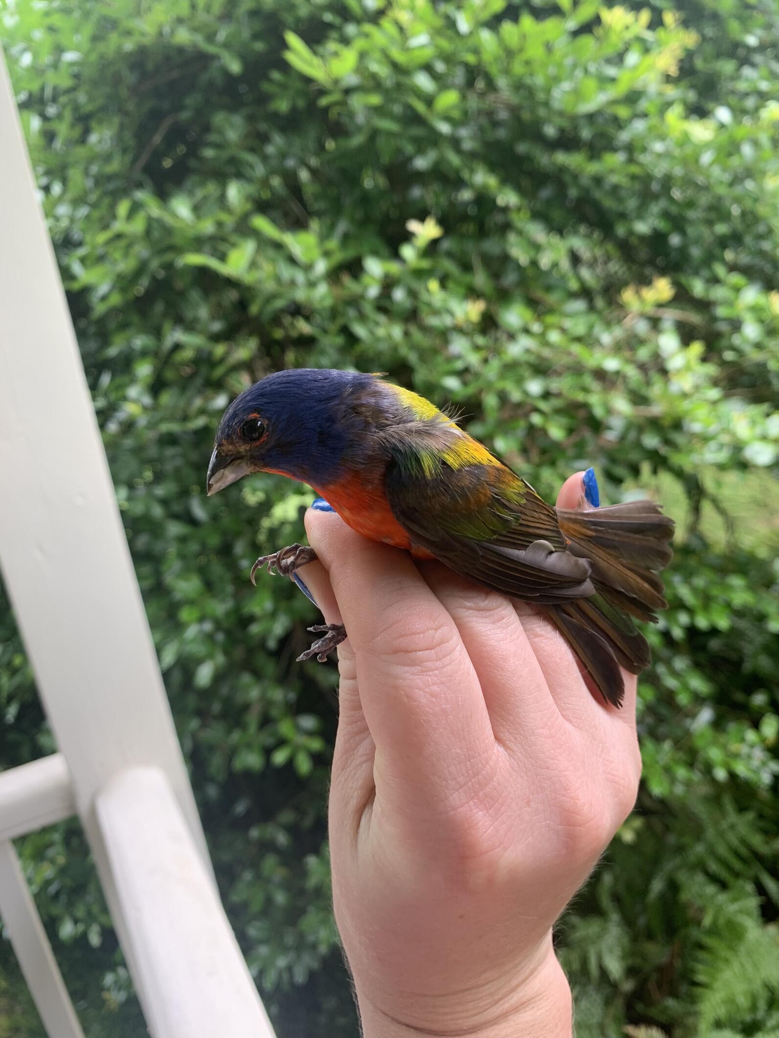 A Beautiful rainbow colored songbird is held by a researcher on a porch where the bird had been known to frequent for 14 years.