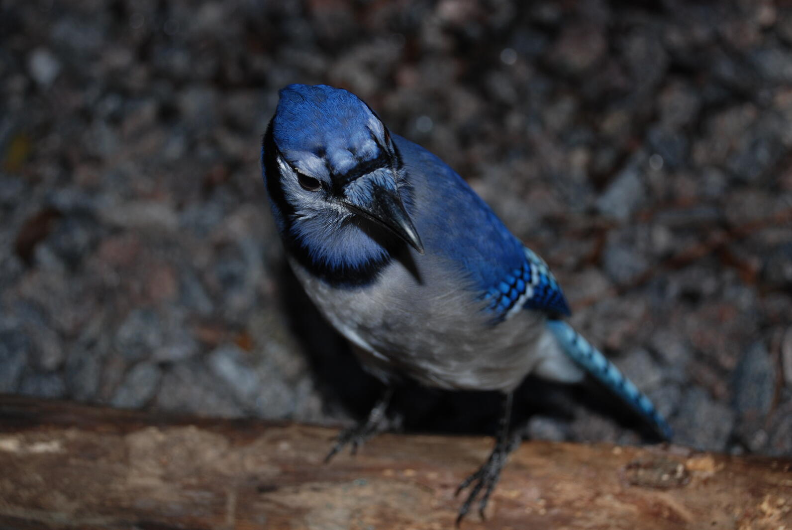 John Jay, Beidler's resident Blue Jay outside in his aviary. The ground is covered with pieces of stone and as he shows off his contrasting hues of blue plumage. 