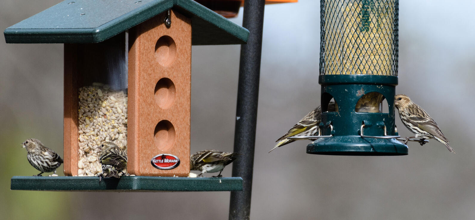 Five Pine Siskins eat sunflower chips from two feeders hanging from double armed pole in the grasslands of Beidler Sanctuary