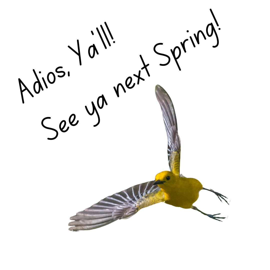 A yellow bird flying with the speech bubble quote "adios ya'll"