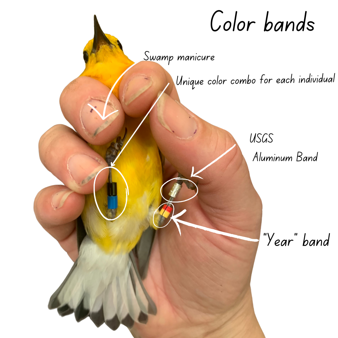 A yellow bird held in a hand showing it's legs with colorful plastic anklets