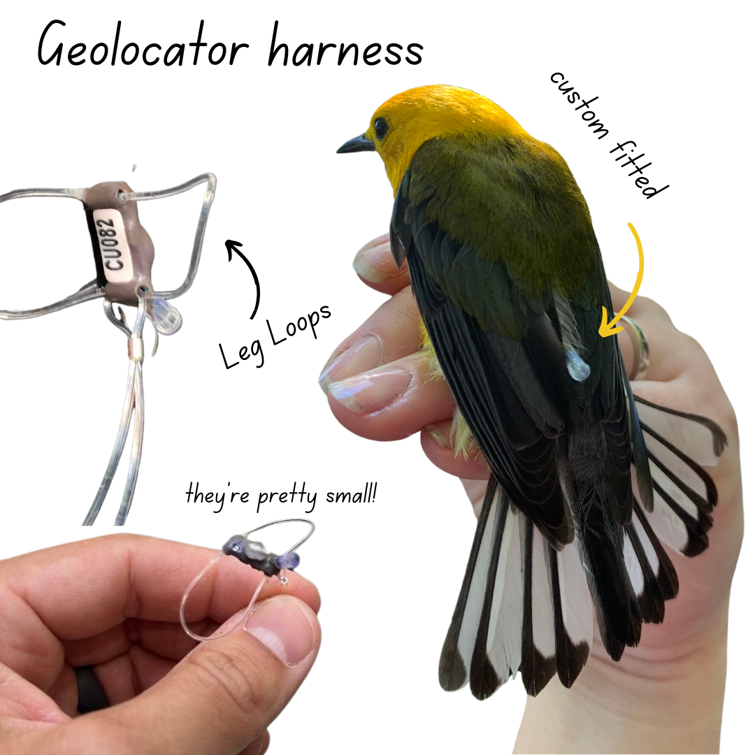 A small device with clear flexible wire being held by a hand, and a yellow bird with the device attached to it's back held by a hand 