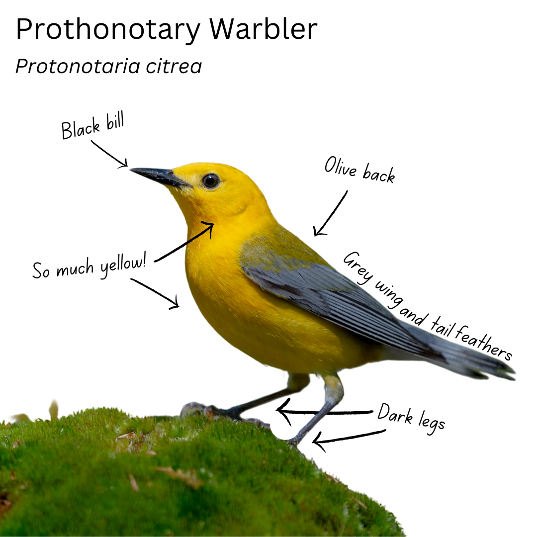 A bright yellow bird with dark legs sits atop a bed of moss, the picture has field mark identification labels