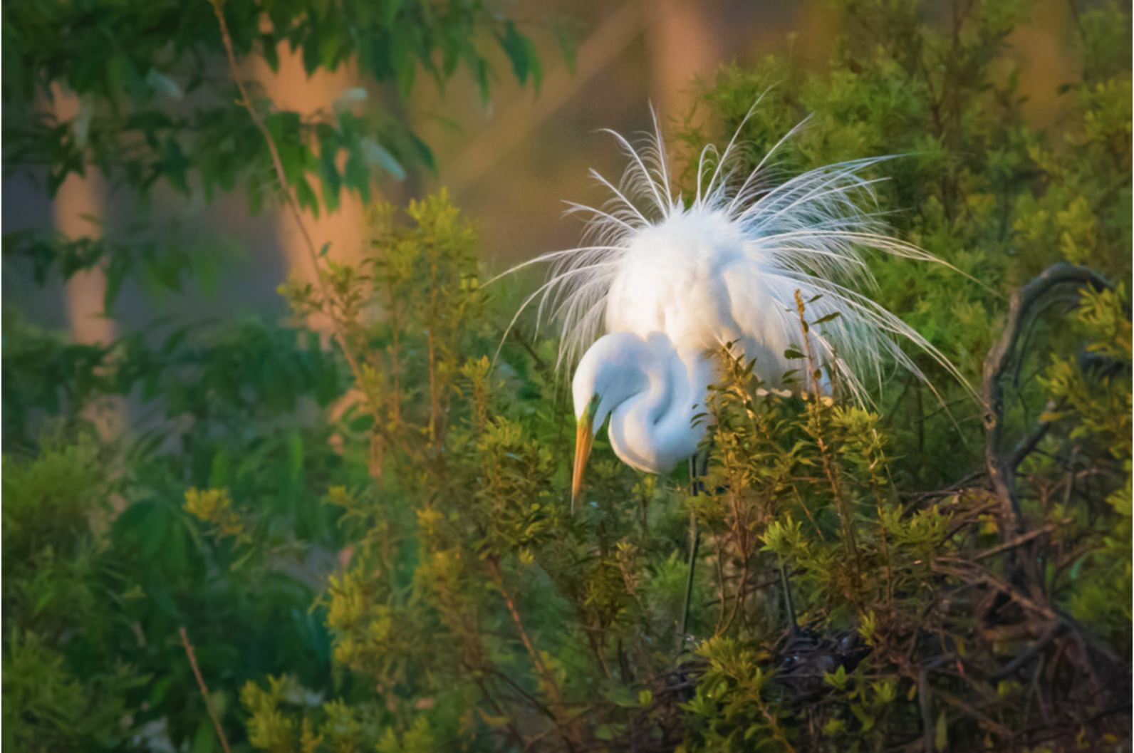 Great White Egret displaying its breeding plumage in the golden hour.