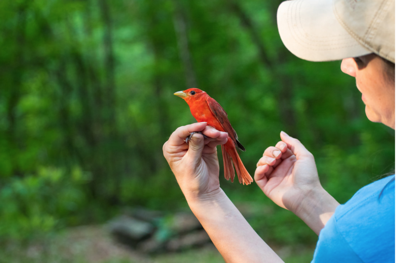 Audubon South Carolina's Master Bird Bander Jennifer Tyrrell holds a Summer Tanager. Audubon South Carolina's Master Bird Bander Jennifer Tyrrell holds a Summer Tanager.