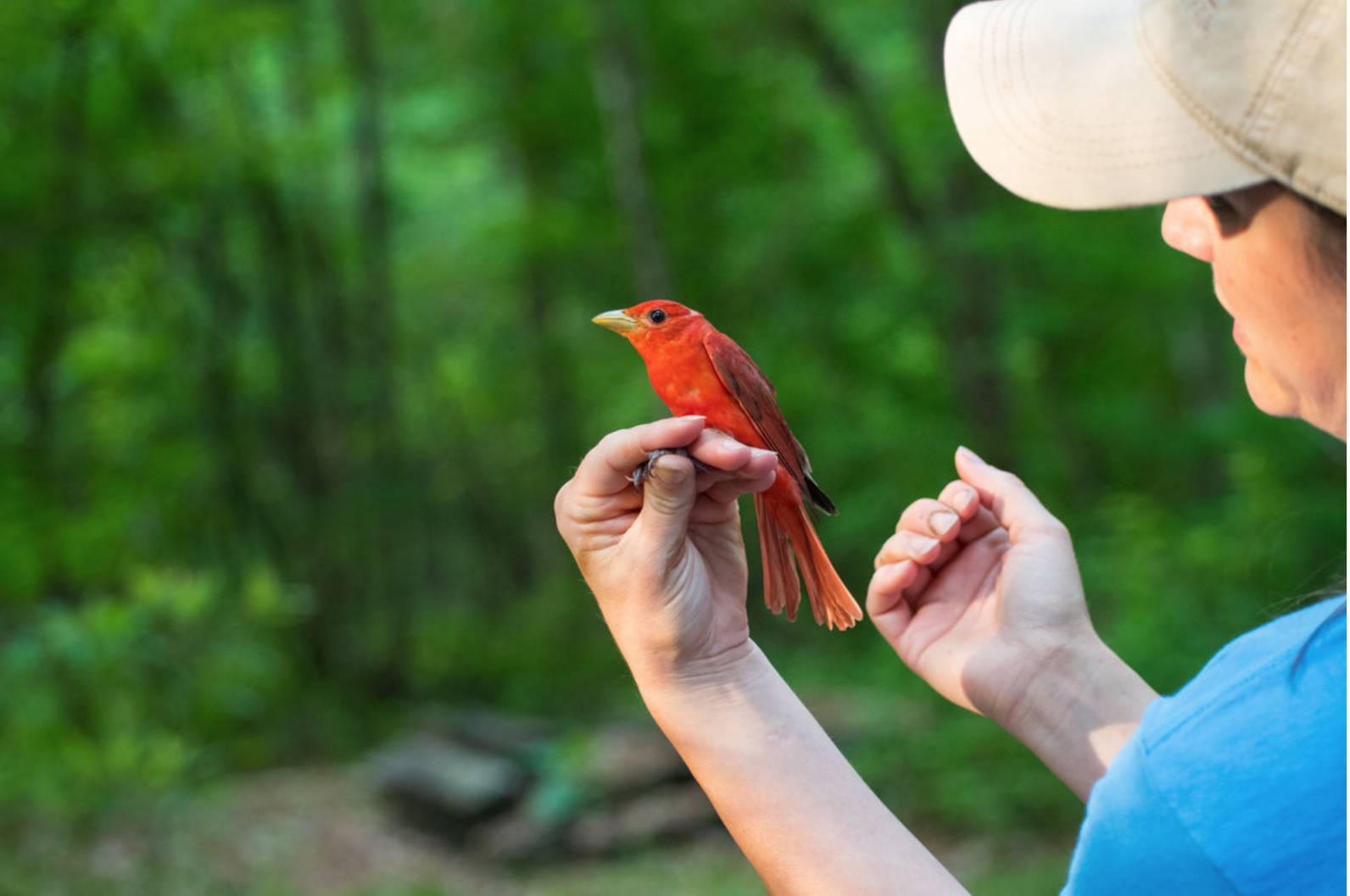 Audubon South Carolina's Master Bird Bander Jennifer Tyrrell holds a Summer Tanager.