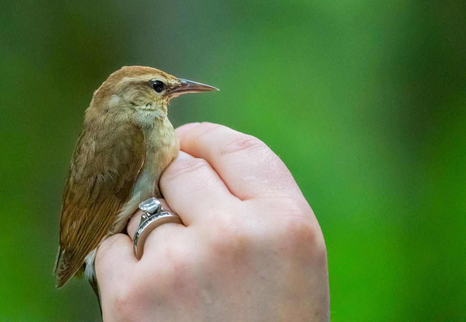 The elusive Swainson's Warbler The elusive Swainson's Warbler