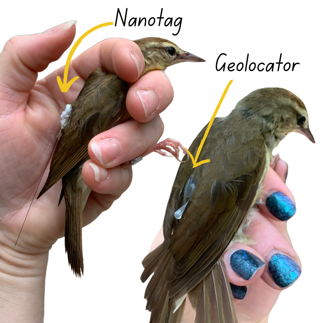 Two brown birds, one wears a device on it's back with a long antenna, the other wears a device with a little white bump which is a light sensor