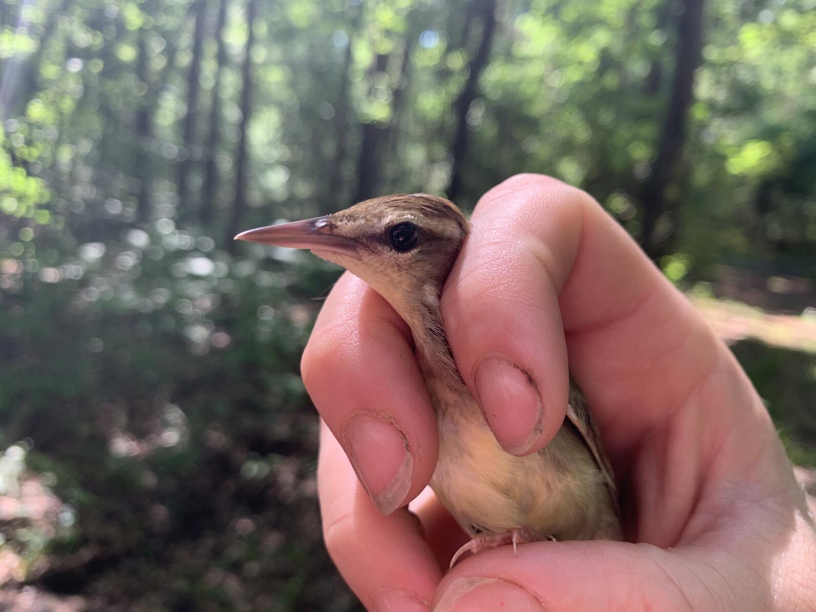 A Swainson's Warbler in hand