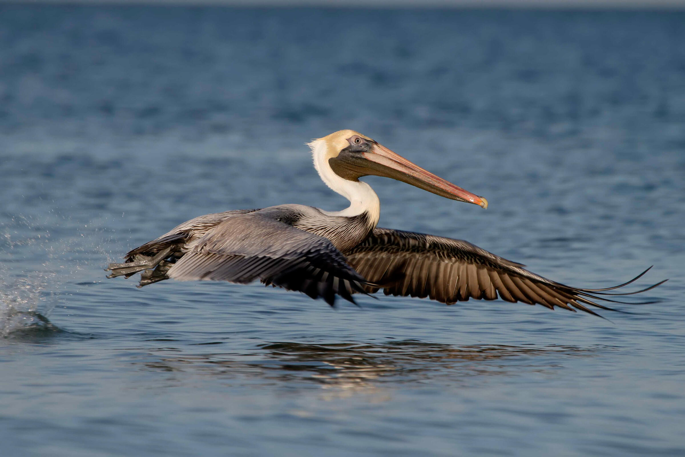 A large brown bird with a long bill glides over a dark blue ocean