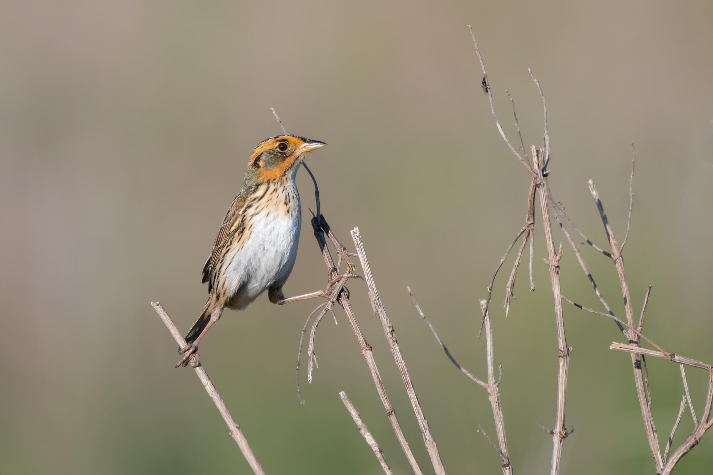 Saltmarsh sparrow.