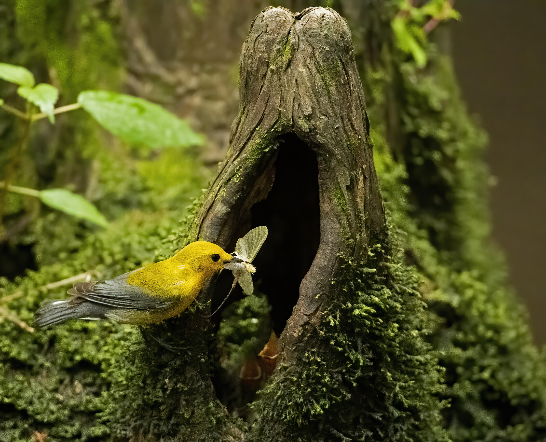Yellow bird with insect in its mouth feeds babies in a cypress knee cavity