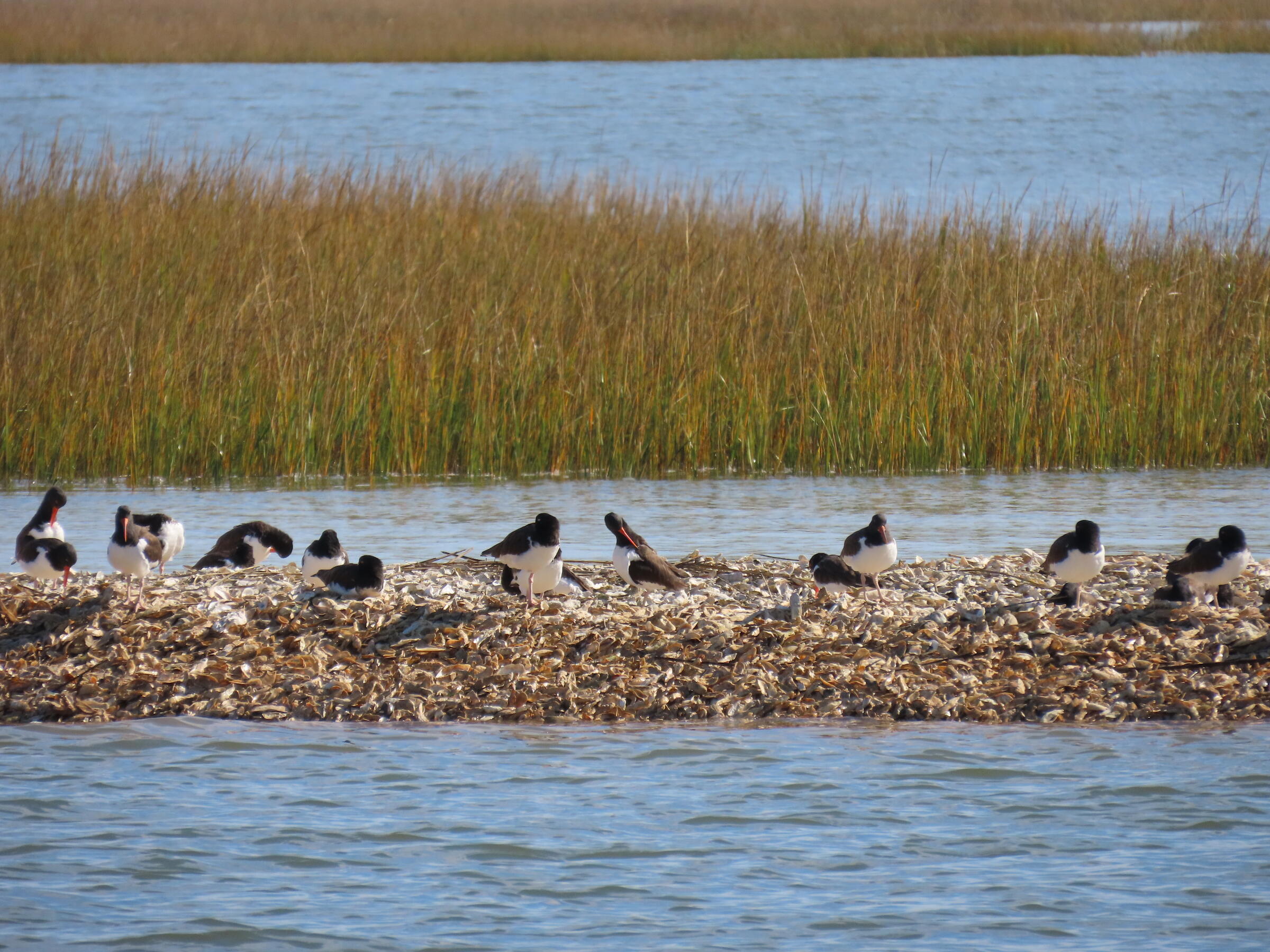American Oystercatchers in Cape Romain National Wildlife Refuge. American Oystercatchers in Cape Romain National Wildlife Refuge.