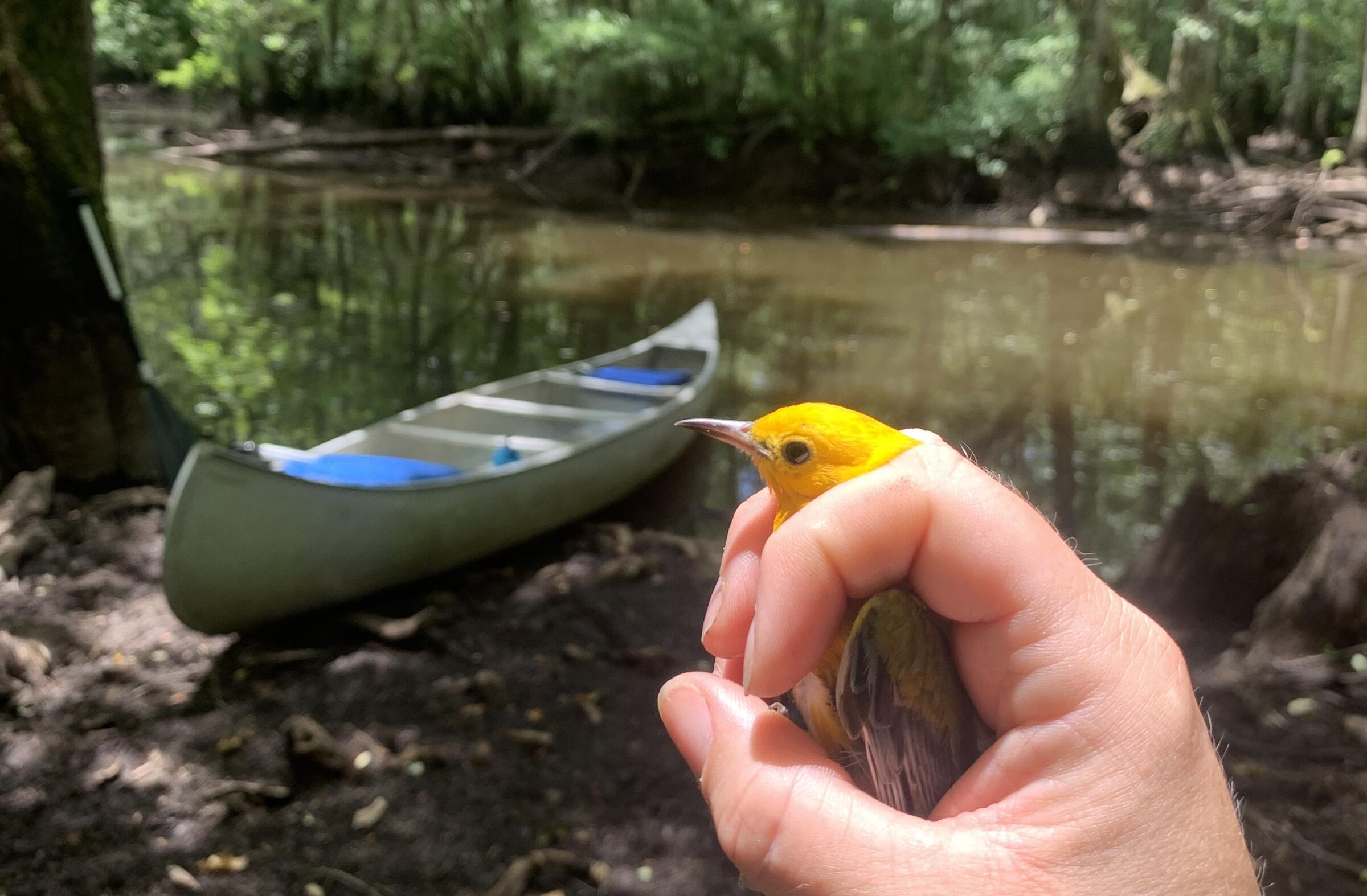 A hand holds a yellow bird in front of a canoe in a swamp