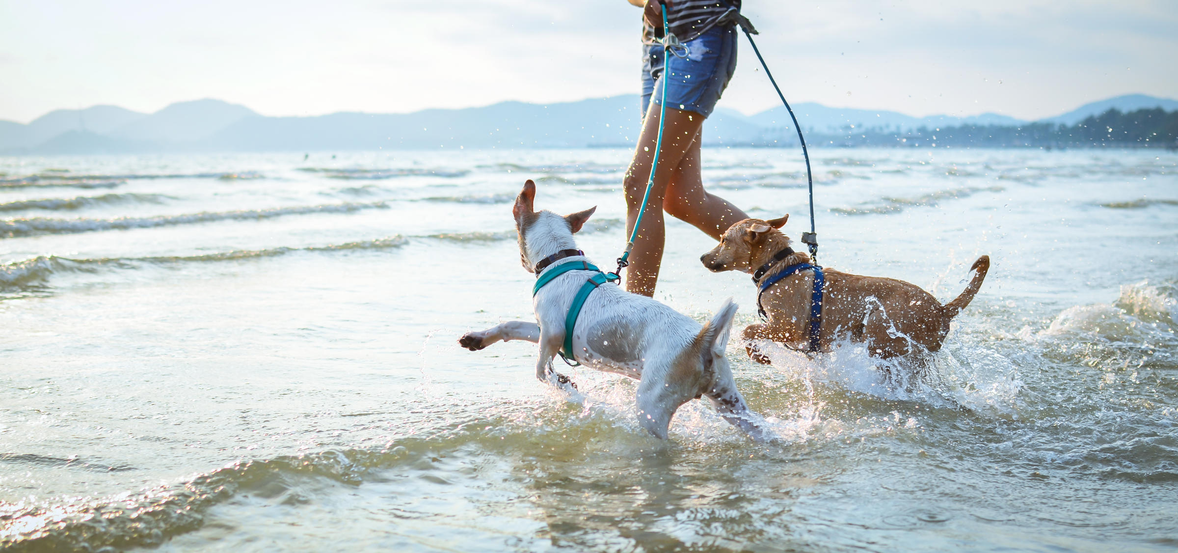 leashed dog beach